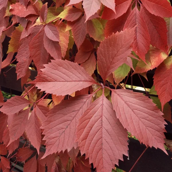 IMG_20220926_191400_416.webp
