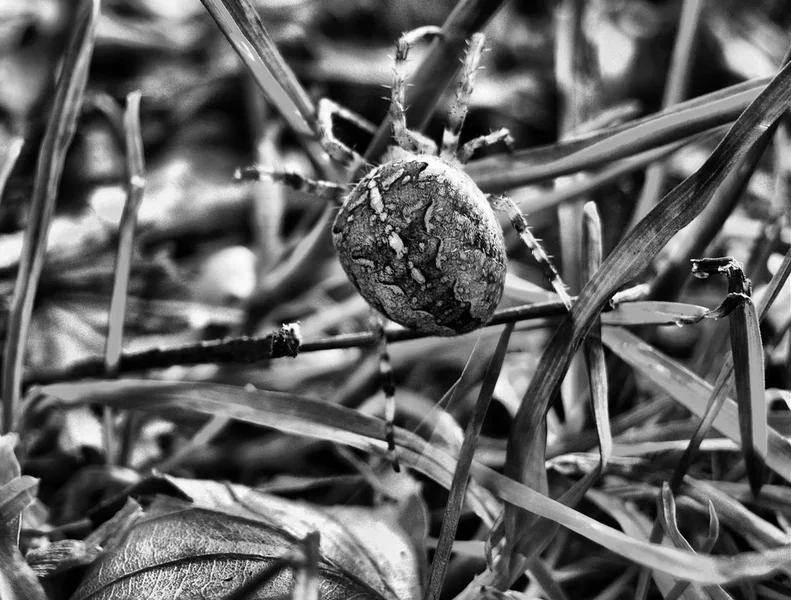R0010869_bw.webp