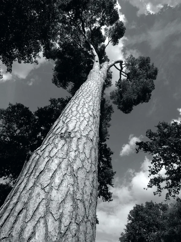 vwatertree.webp