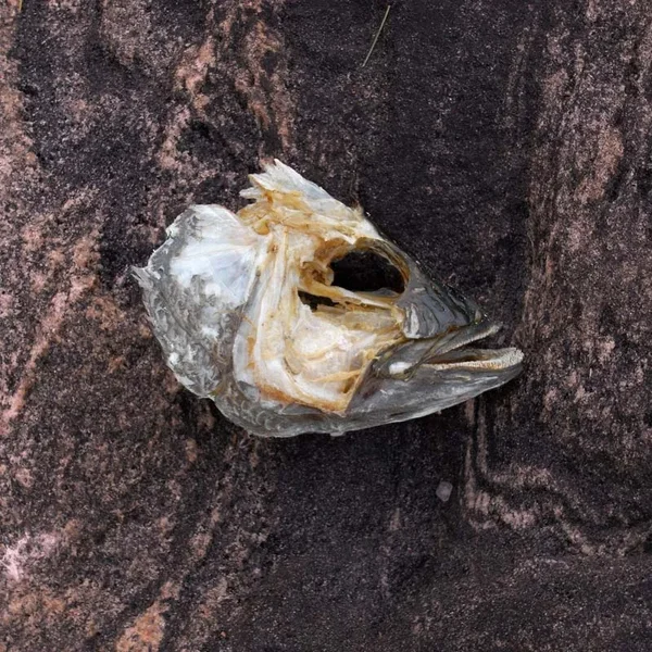 fishheadR0012037small.webp