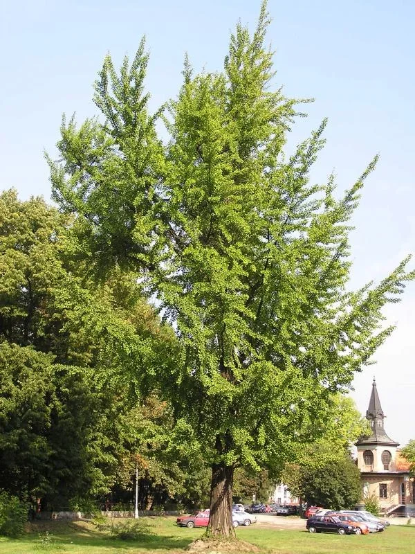 P1017383_thumb_1.webp