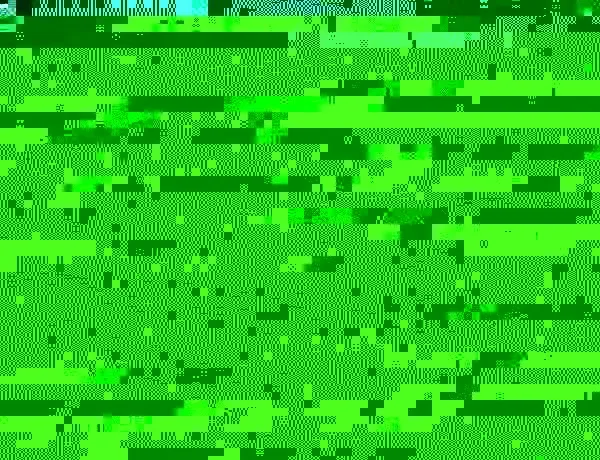 Tall trees.webp