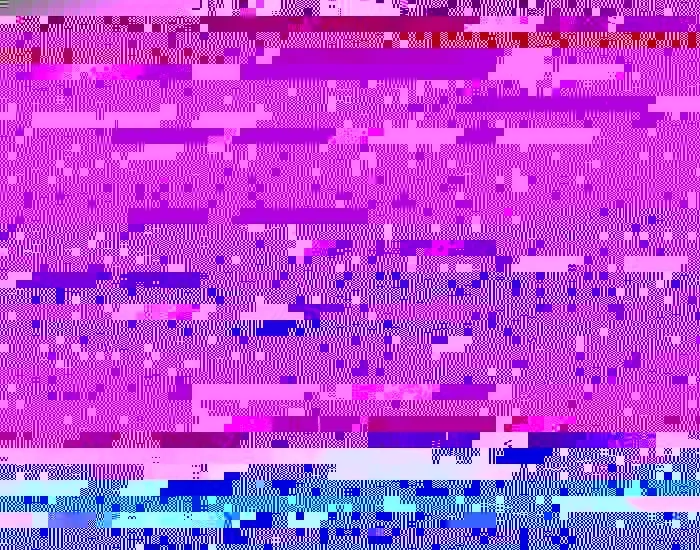 Diffused Orchids.webp