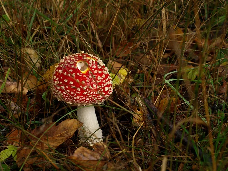 PA036368_sm.webp