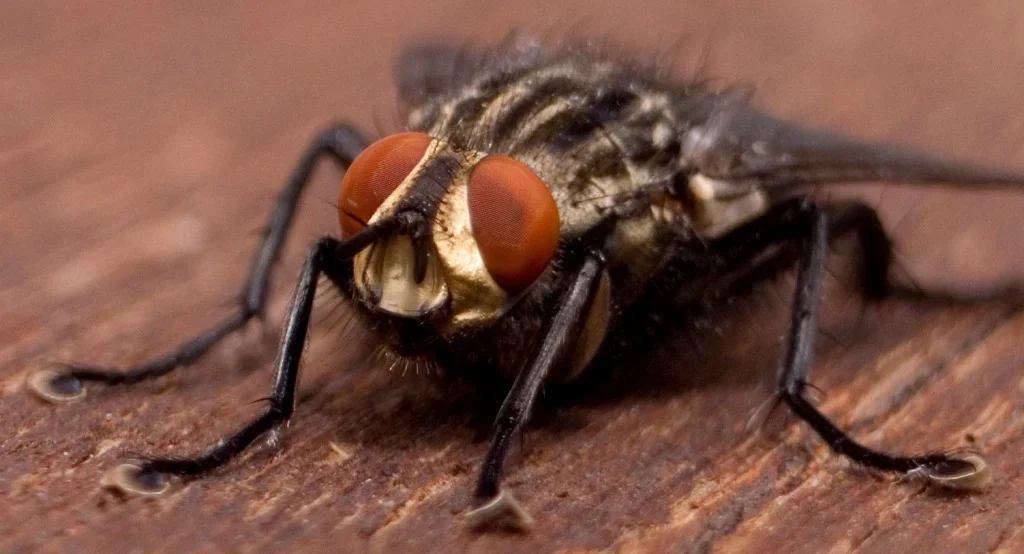 norfolk_fly.webp