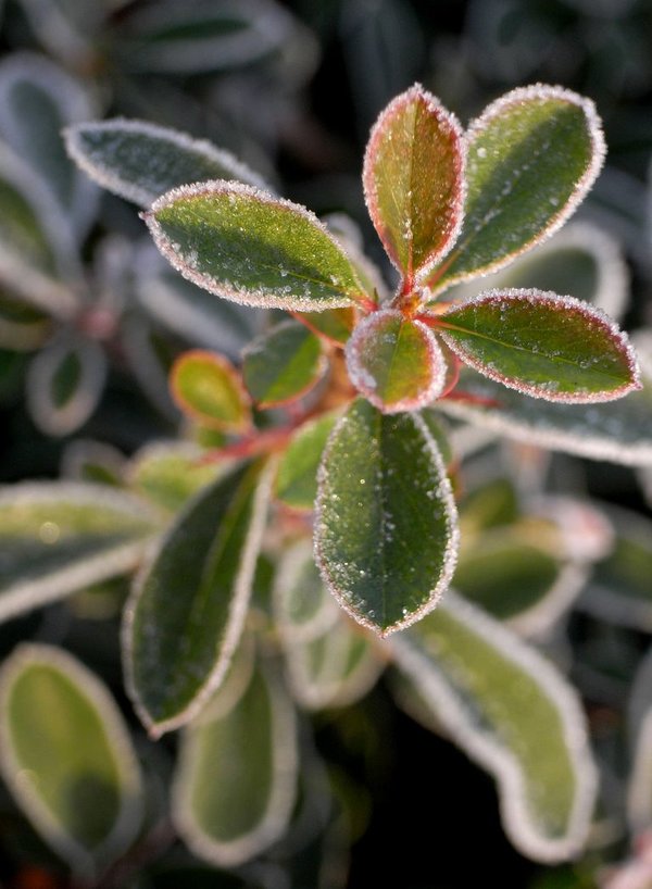 frostyleaf1.jpg