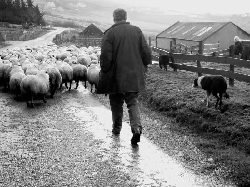 shepherding on Skye.webp