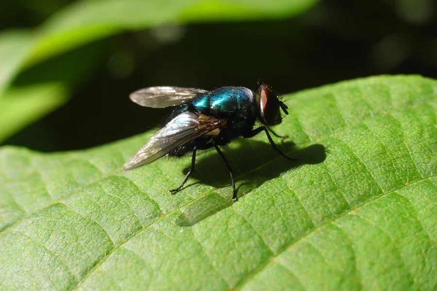 Flysmall.webp