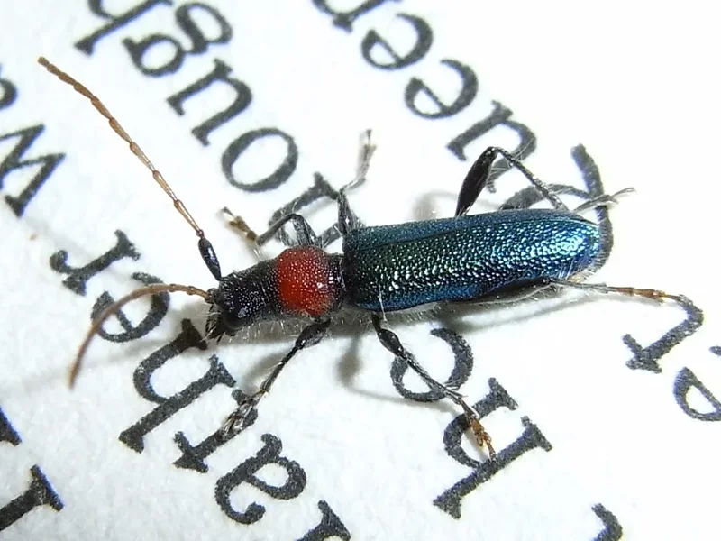 R0010782crop.webp