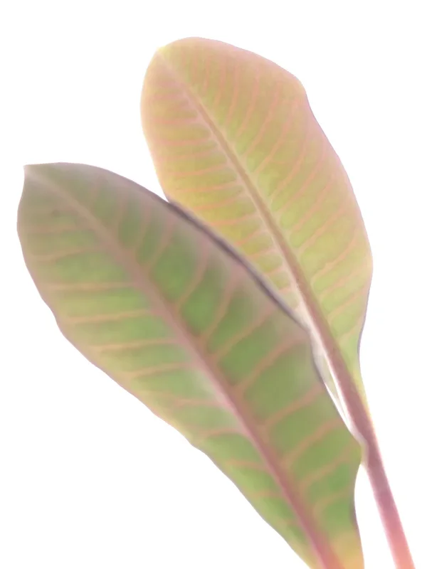 R0013305_dng.webp