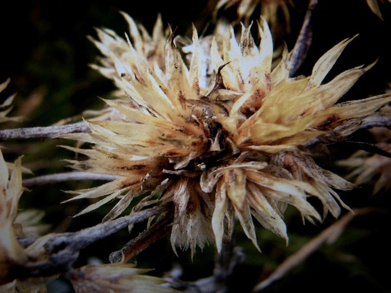 helichrysum appendiculatum-RD.jpg