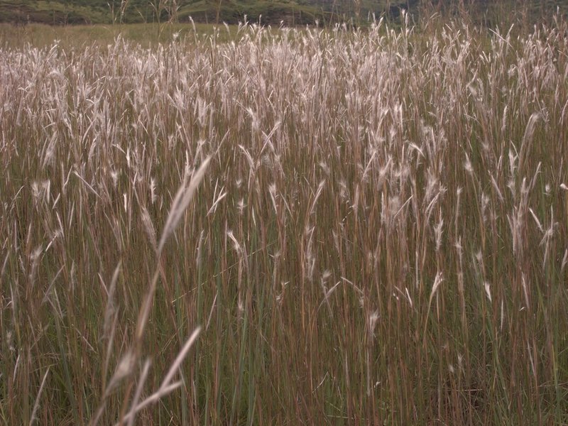 Snowflake Grass.jpg
