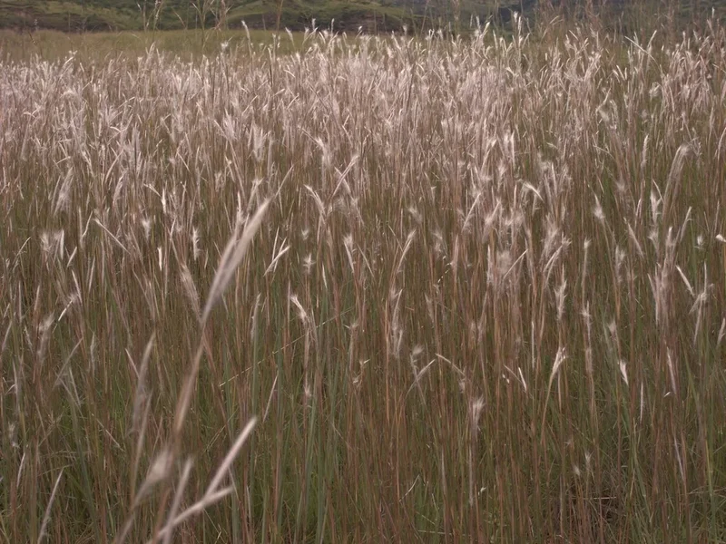 Snowflake Grass.webp