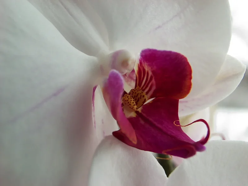R0013811_dng.webp