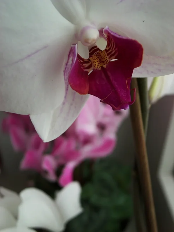 R0013814_dng.webp