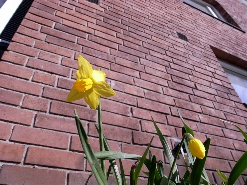 Flower.webp