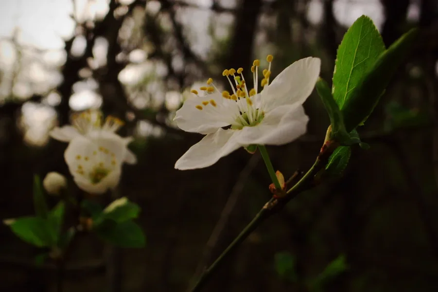 R0014179_dng.webp