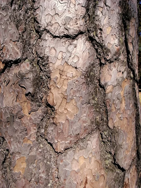 texture_03.webp
