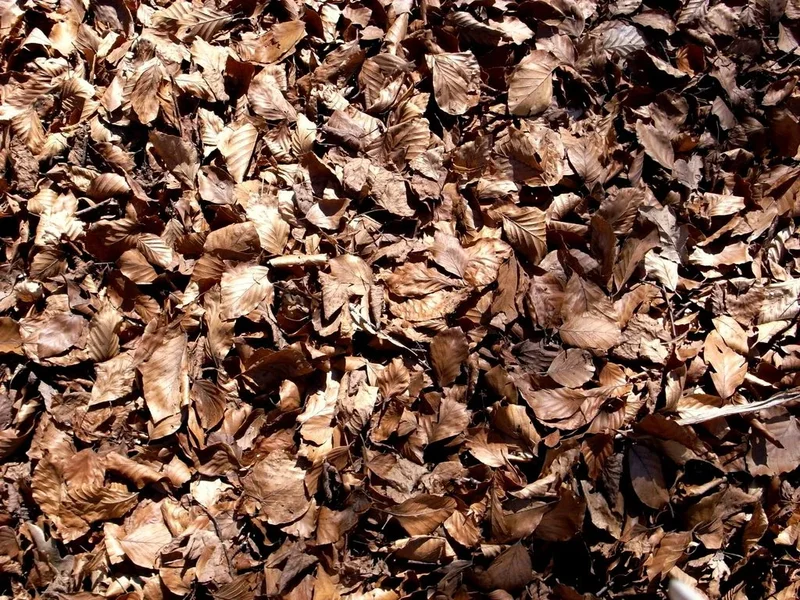 texture_02.webp