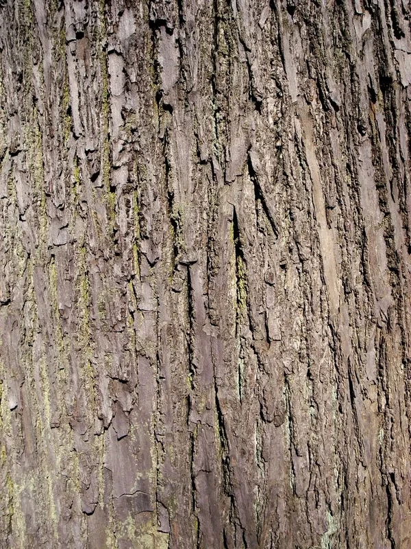 texture_01.webp