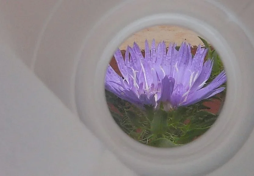 SoaM-R-Purple Flower1.webp