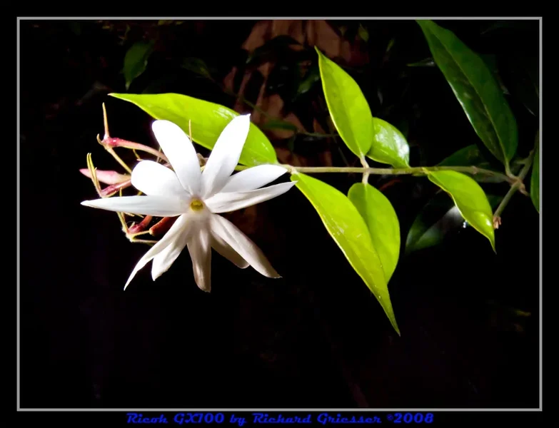 R0011459.webp
