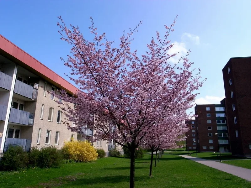 tree.webp