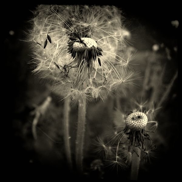 dandelion_008.jpg
