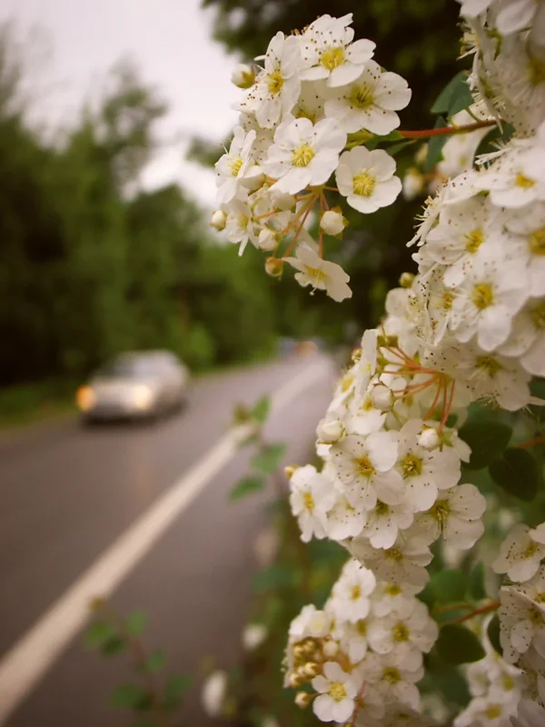 R0014830_dng.webp