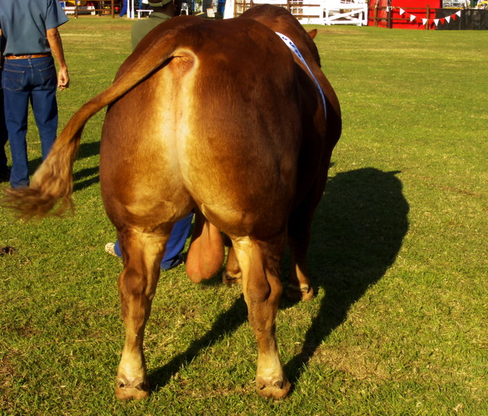 RAS-2008-Grand champion.jpg