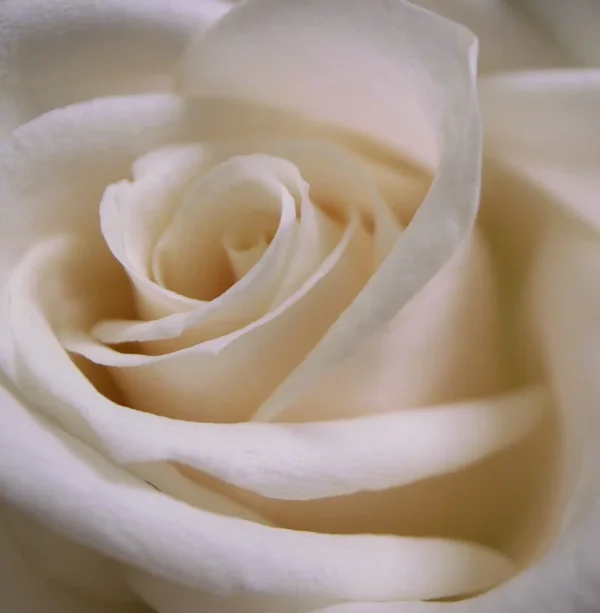 Rose-RFC.webp