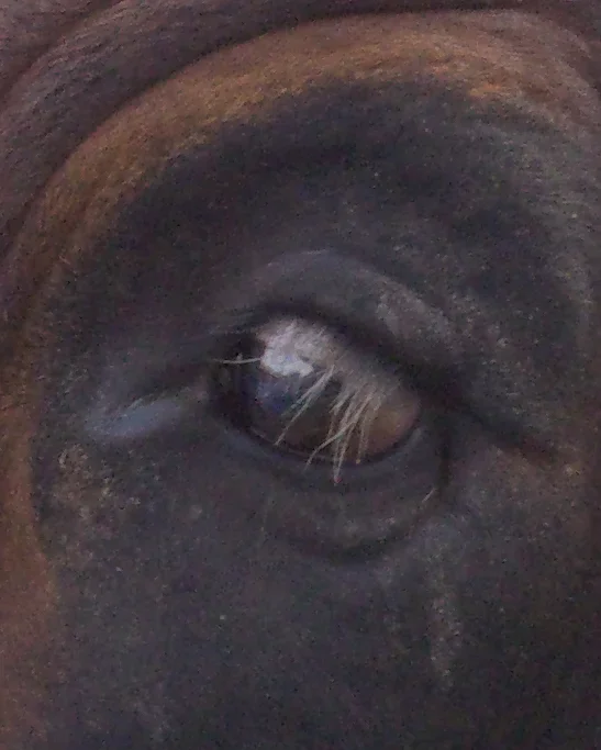 RAS-2008 Guesstheeye(2).webp