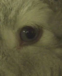 RAS-2008 Guesstheeye(3b).webp