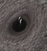 RAS-2008 Guesstheeye(4b).jpg