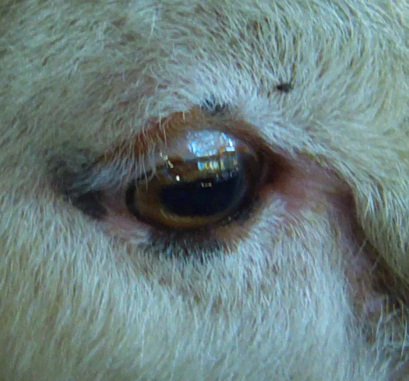 RAS-2008 Guesstheeye(6).webp