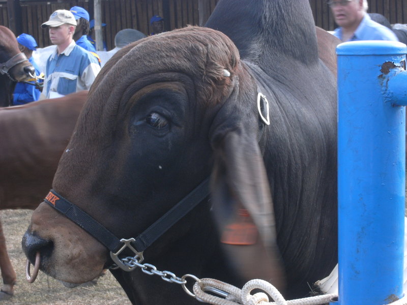 RAS-2008 BrahmaneyesGX100Sr.jpg