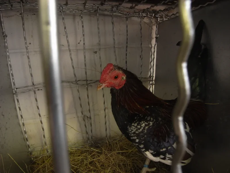 RAS-2008 chickeneyesGX100Sr.webp