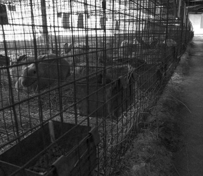 RAS-2008 RabbitcagesGX100SrM.jpg