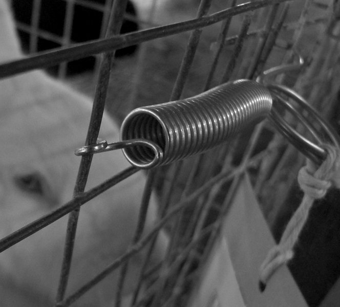 RAS-2008 Not-the-rabbitGX100SMr.jpg