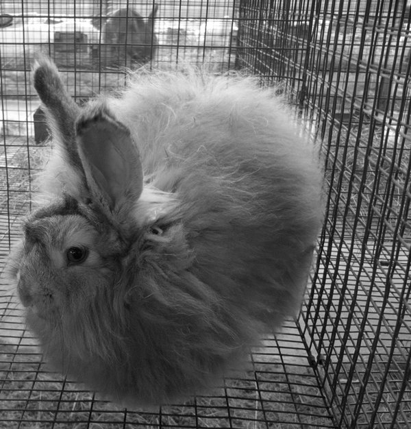 RAS-2008 Rabit-fluffyGX100SMr.jpg