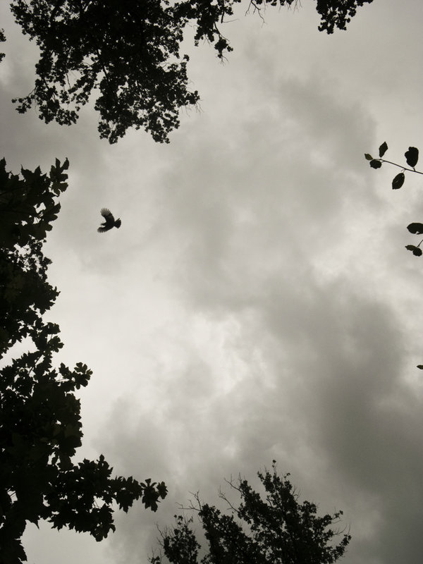 Sky is my home-1024.jpg