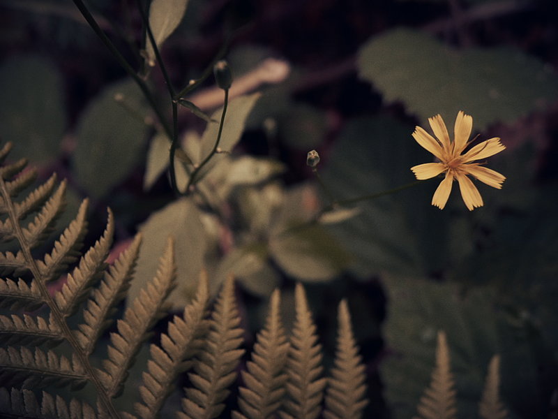 _0015840_dng.jpg