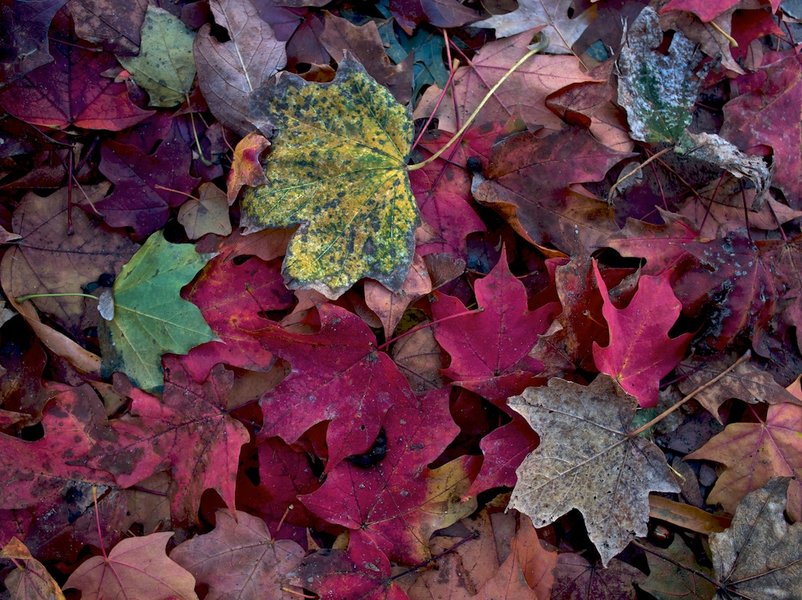 Autumn leaves.jpg