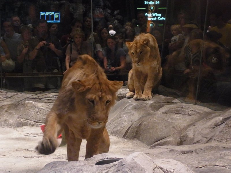 vegas_mgm_lion2.jpg