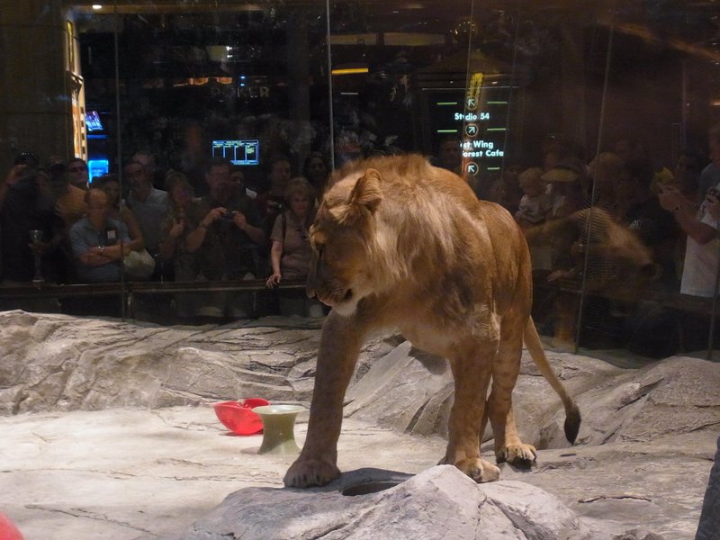 vegas_mgm_lion1.jpg