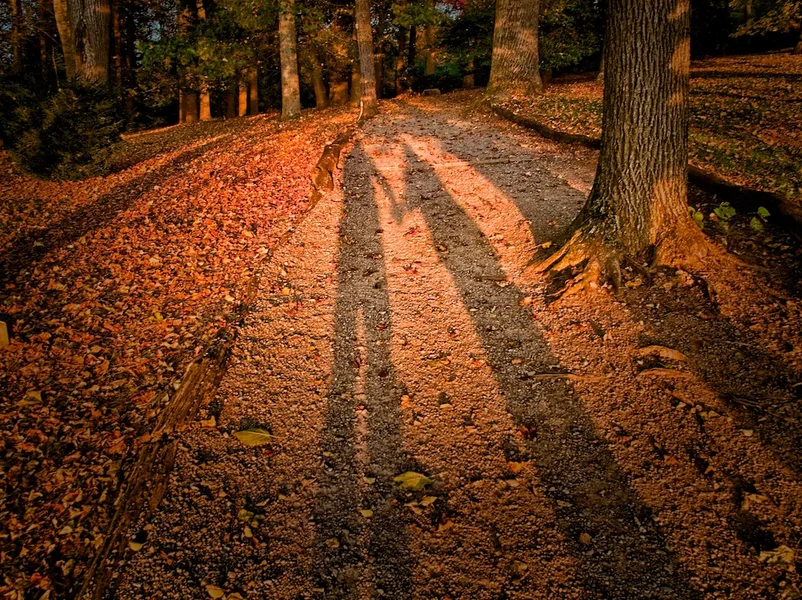 Our Shadows.webp