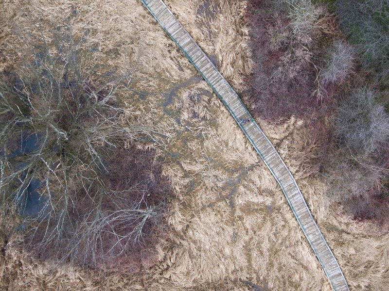 MillbrookTrees.jpg