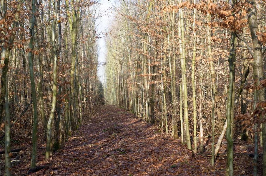 Elmar 3,5 50mm   1.jpg