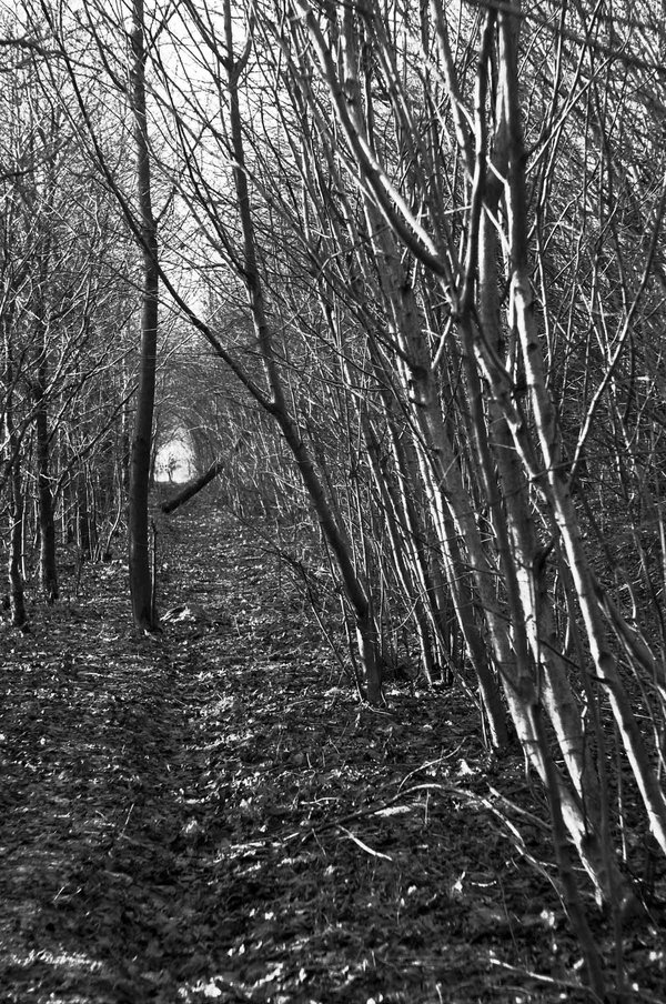 Elmar 3,5 50mm   3.jpg