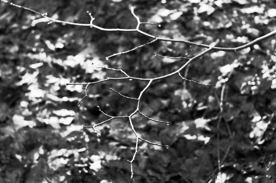 Elmar 3,5 50mm   4.jpg